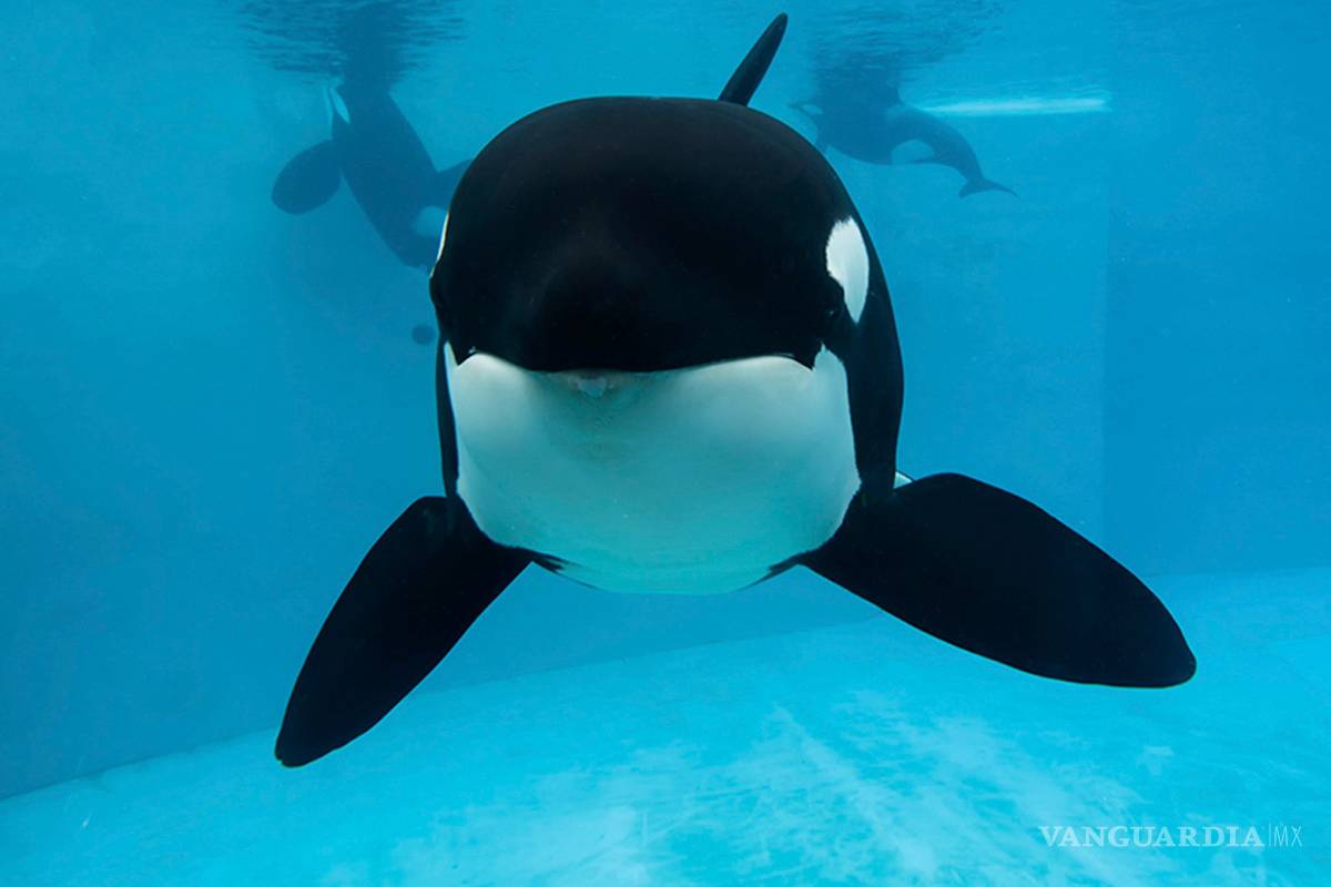 Veterinarios de SeaWorld sacrifican a orca enferma
