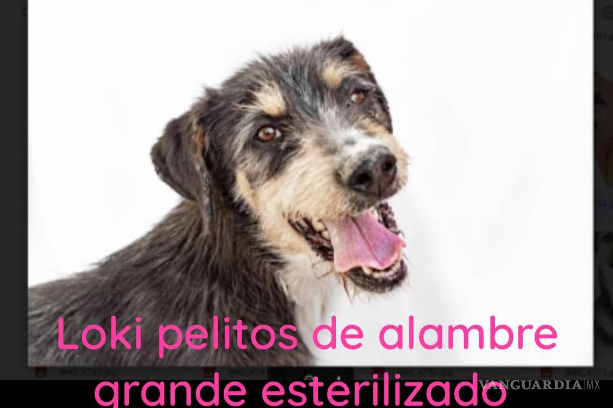 Saltillo: ¿has visto estos perritos? Asaltan a Fundación Lomitos al Rescate y varios se perdieron