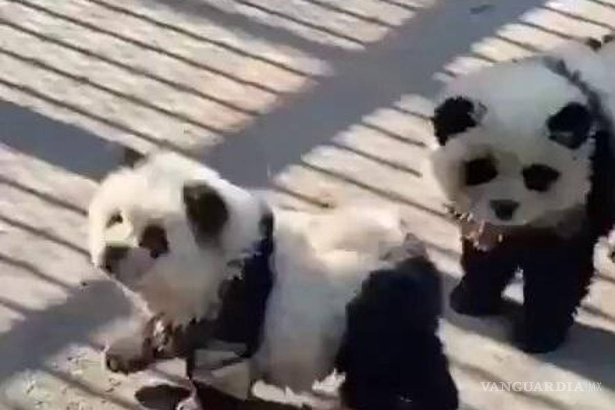 ¿Existen los perros panda?, en China sí, zoológico los ‘disfraza’ (video)