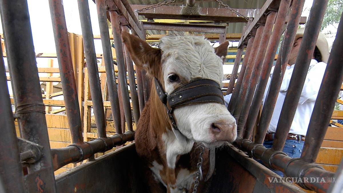 Exporta Coahuila 35 mil cabezas de ganado