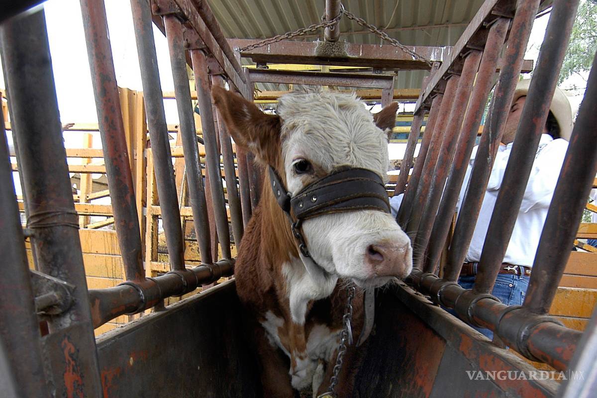 Exporta Coahuila 35 mil cabezas de ganado