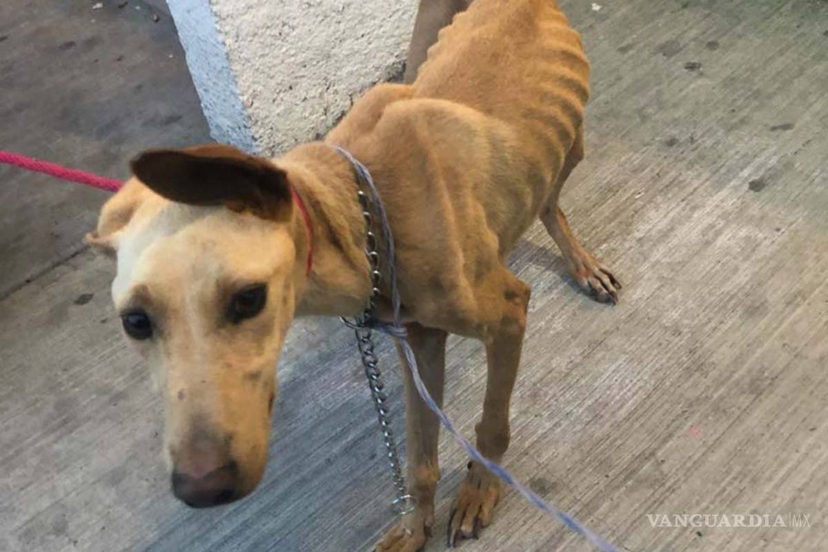 Unen esfuerzos Policía Ambiental, ADAC y vecinos para rescatar perrita maltratada en Mirasierra