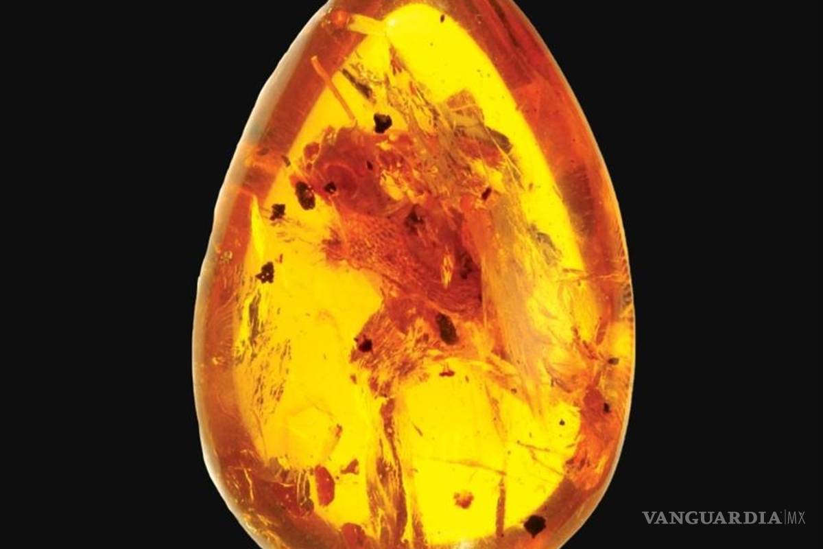 $!Yaksha perettii destrona al camaleón como el primer vertebrado con lengua proyectable