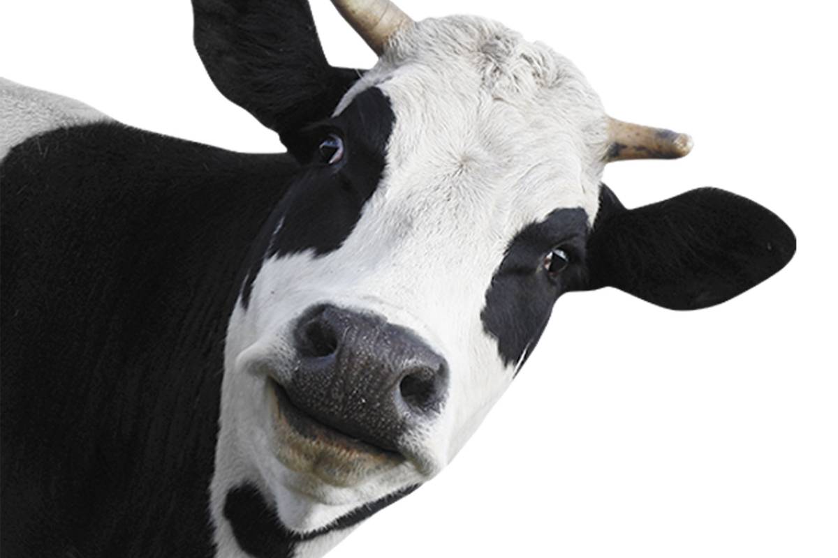 ¿A dónde fueron las vacas locas?