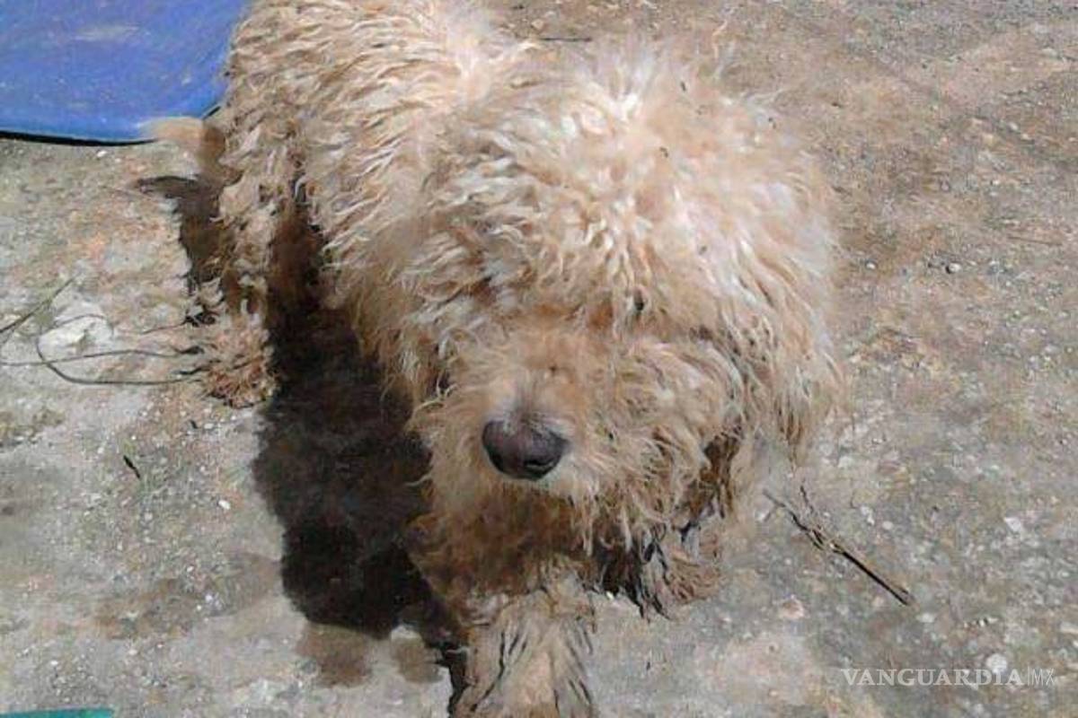 $!Le regalan croquetas y papas a perrito 'saqueador'