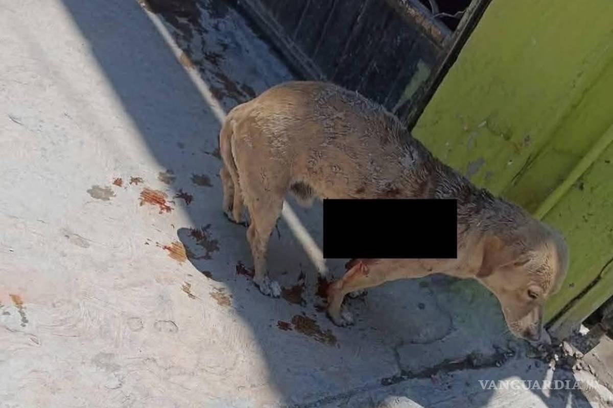 Activistas exigen justicia por perro baleado en ejido El Perú; ‘no es un caso aislado’, advierten