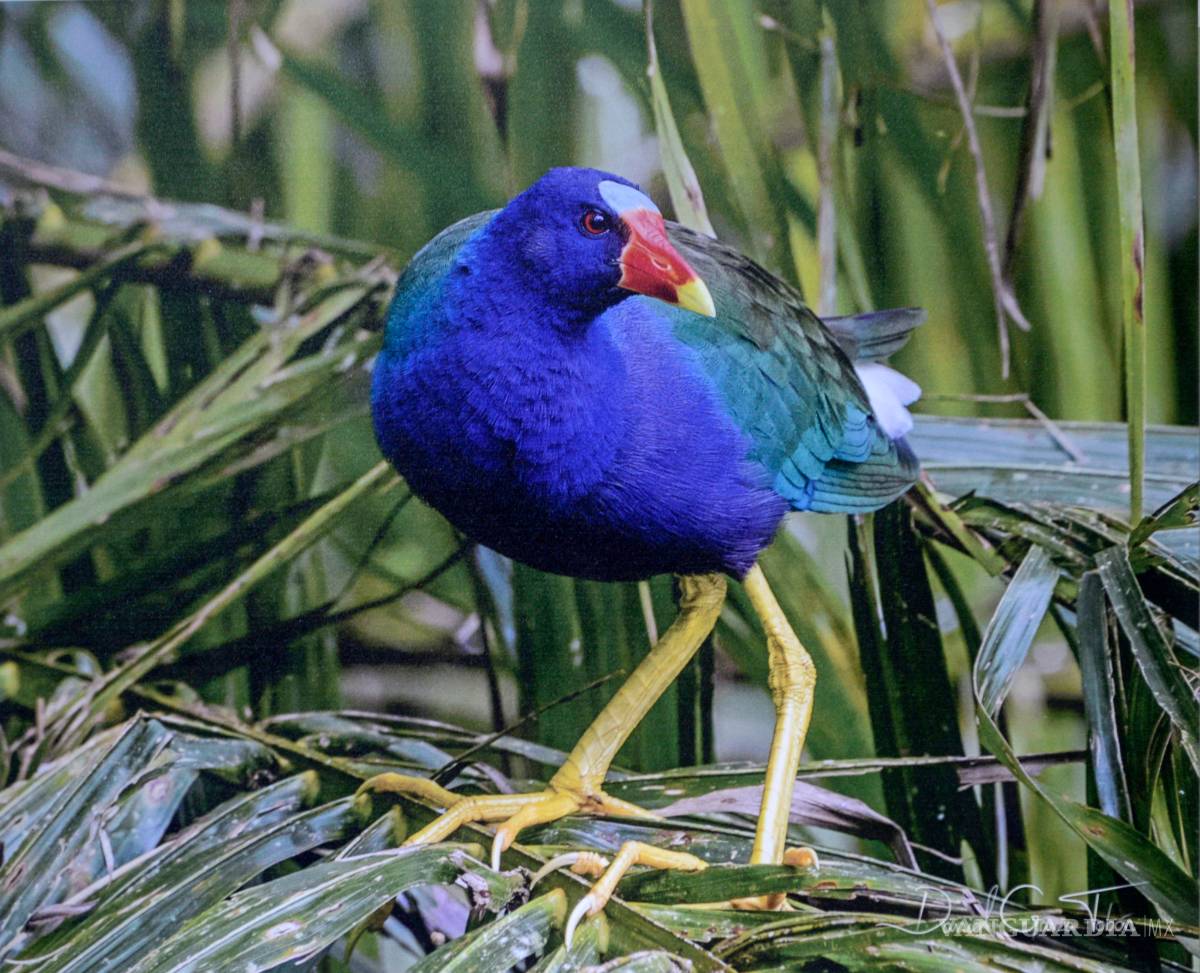 $!Muestra 'Aves de México' evidencia el colorido mosaico que esta especie crea en nuestro país