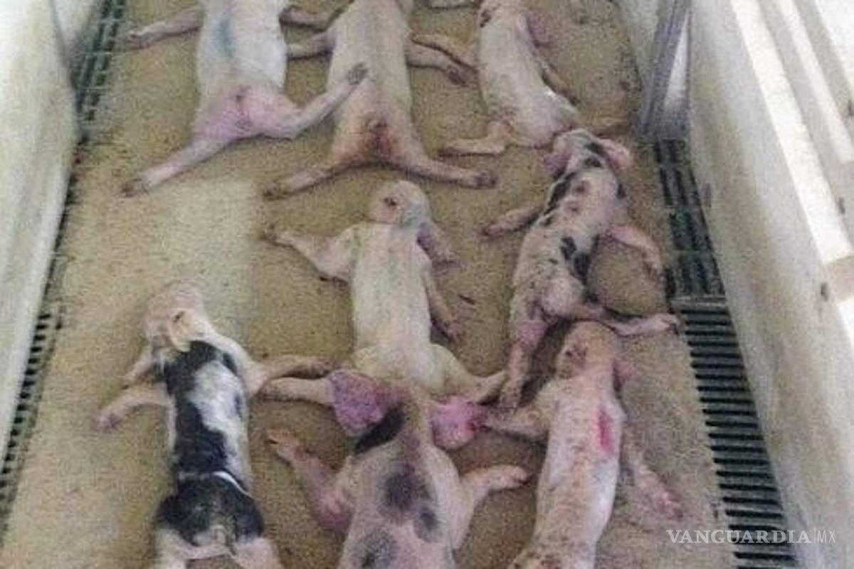 Jóvenes saltan sobre 19 lechones hasta matarlos, difunden video por WhatsApp