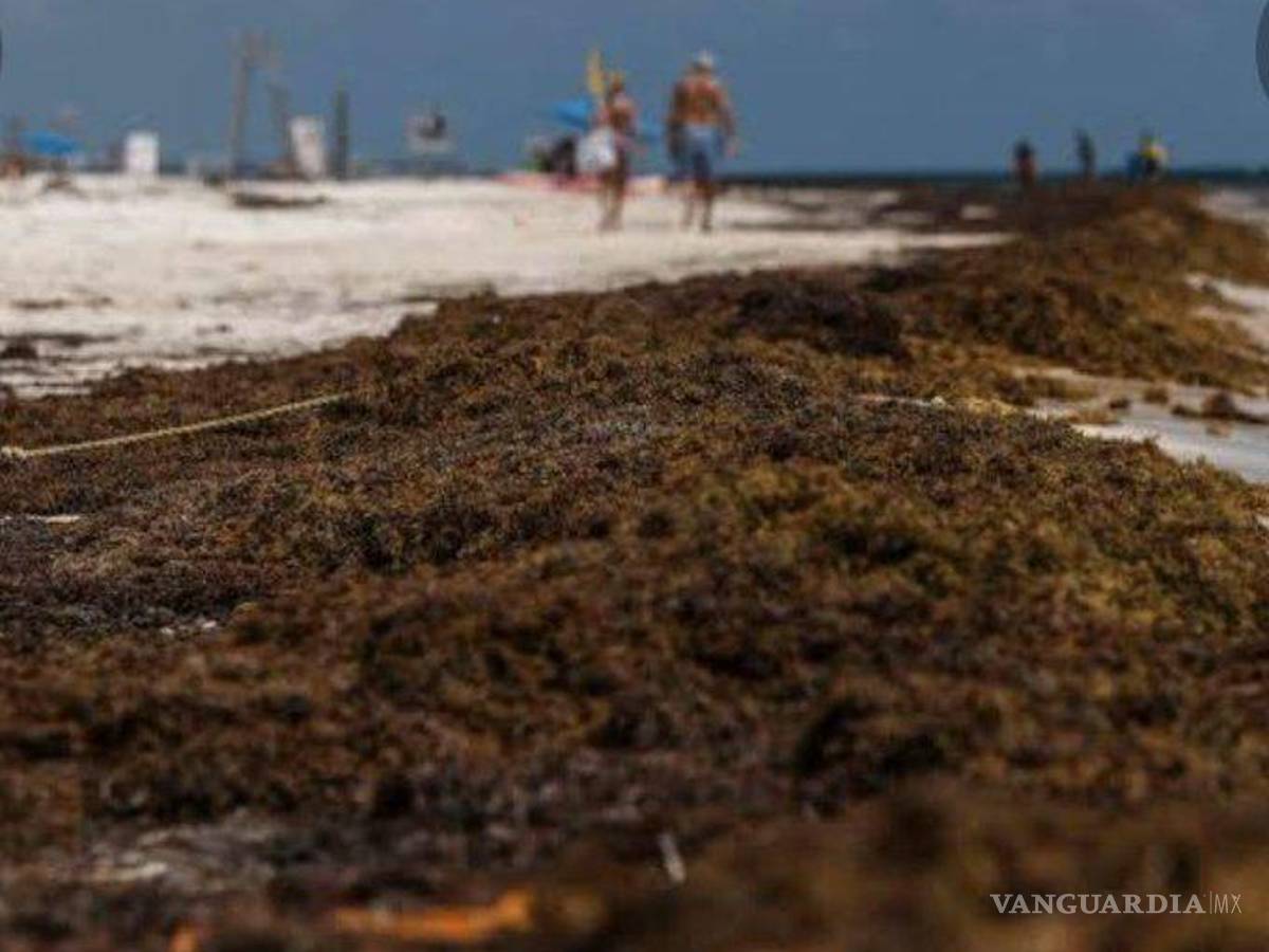 $!El municipio cuenta con grandes cantidades de agua bajo su subsuelo que están siendo contaminadas por los lixiviados, líquidos tóxicos que se desprenden del sargazo cuando se descompone