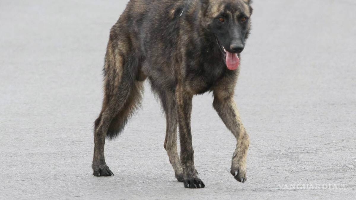 Golpe de calor mata 30 perros en dos semanas