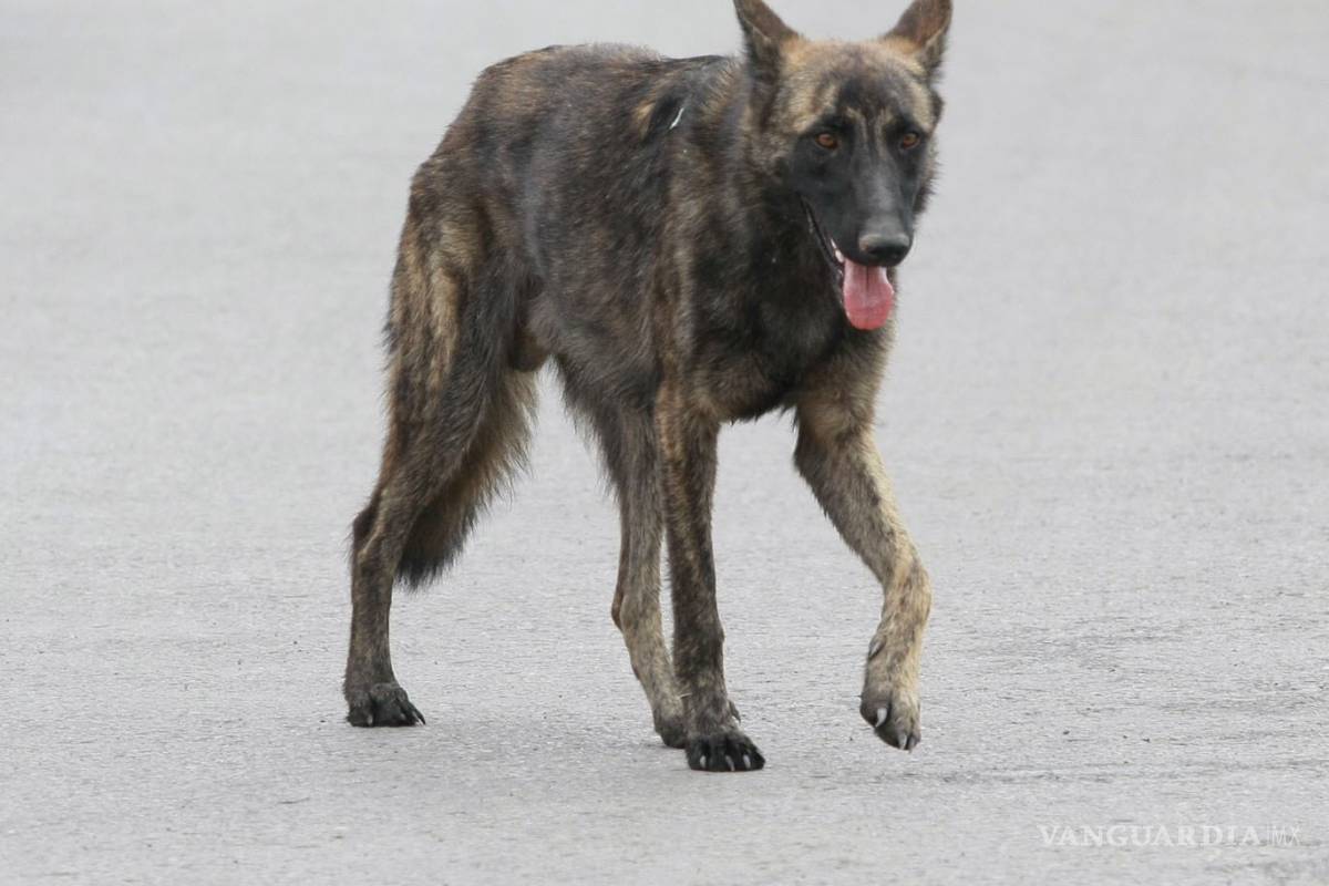 Golpe de calor mata 30 perros en dos semanas