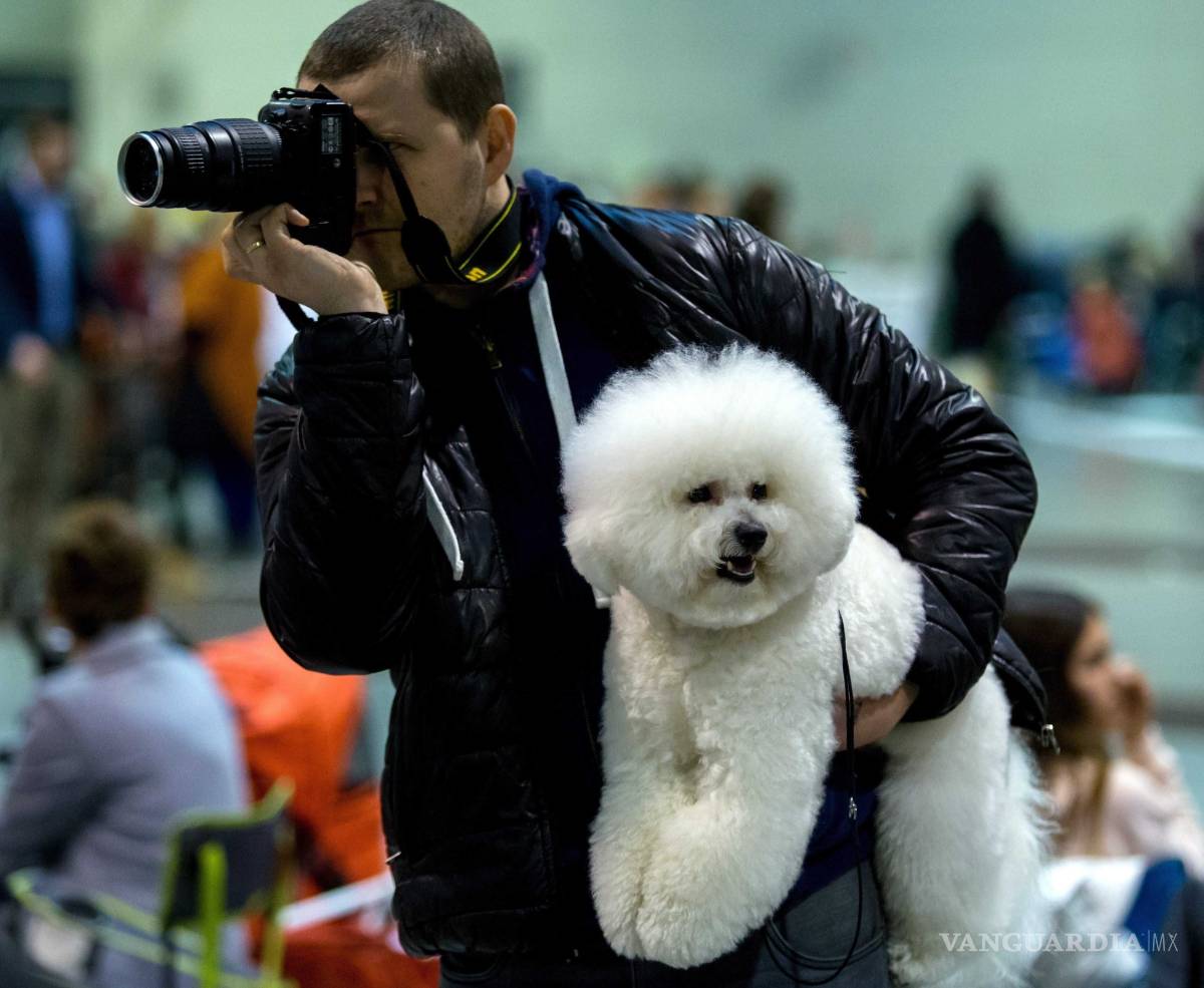 $!Westminster Dog Show: La fiesta más perrona de EU