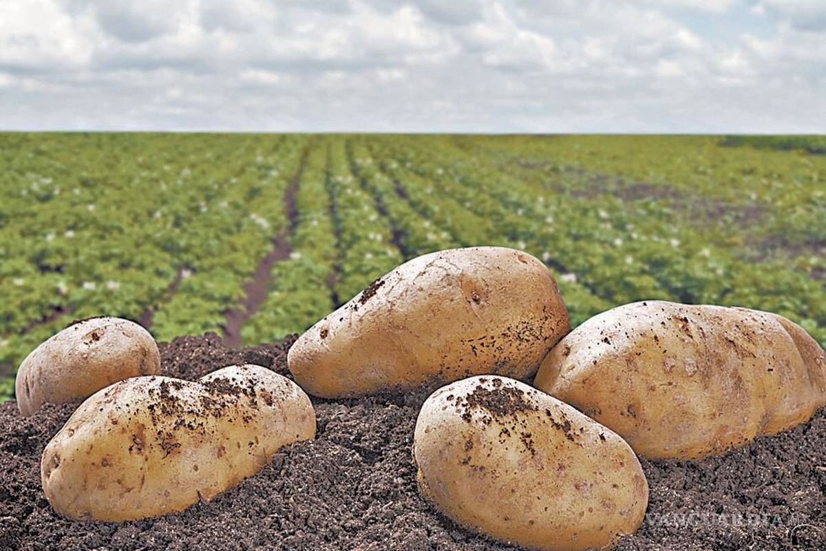 Desarrolla INIFAP variedad mejorada de papa tolerante a enfermedades