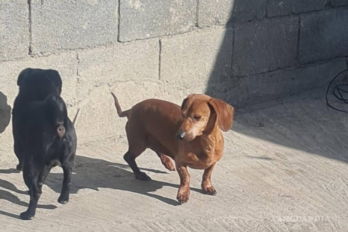 Falla operativo ‘Trueno’; pirotecnia sí se usó en Saltillo en Nochebuena