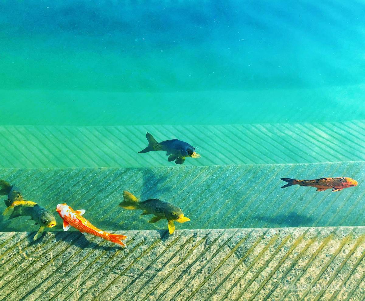 $!El botón ayuda a alertar a un trabajador de la ciudad holandesa de Utrecht para que abra una presa.