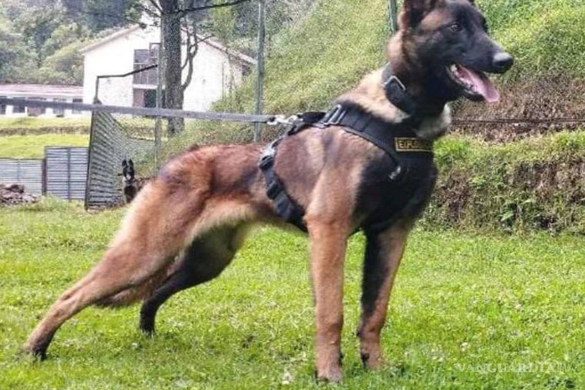 Buscan a Wilson, el perro que ayudó a buscar a los niños perdidos en la selva colombiana