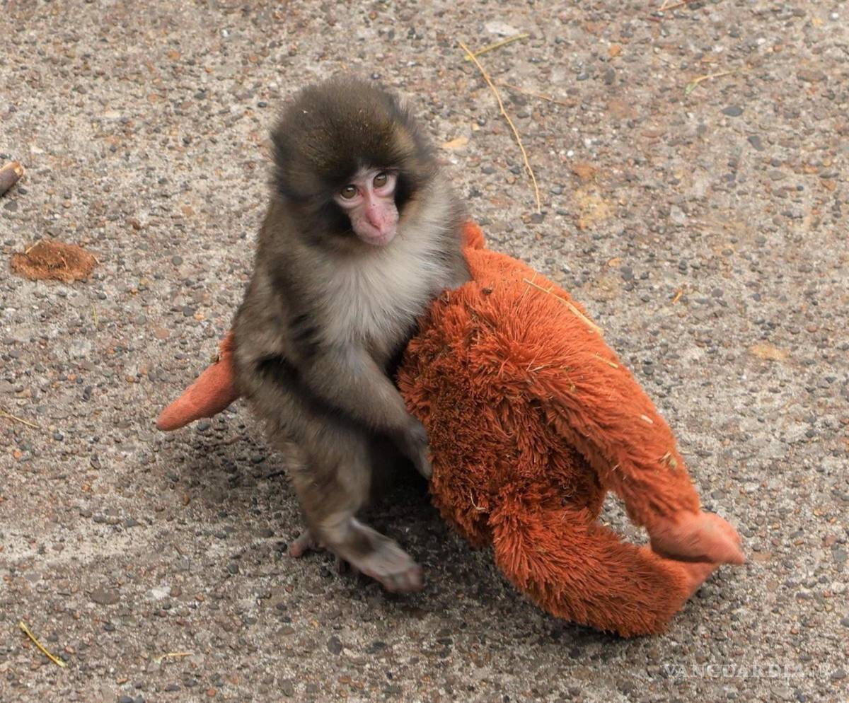 $!Punch, de solo siete meses, se ha convertido en el protagonista del recinto después de que su imagen diera la vuelta al mundo.