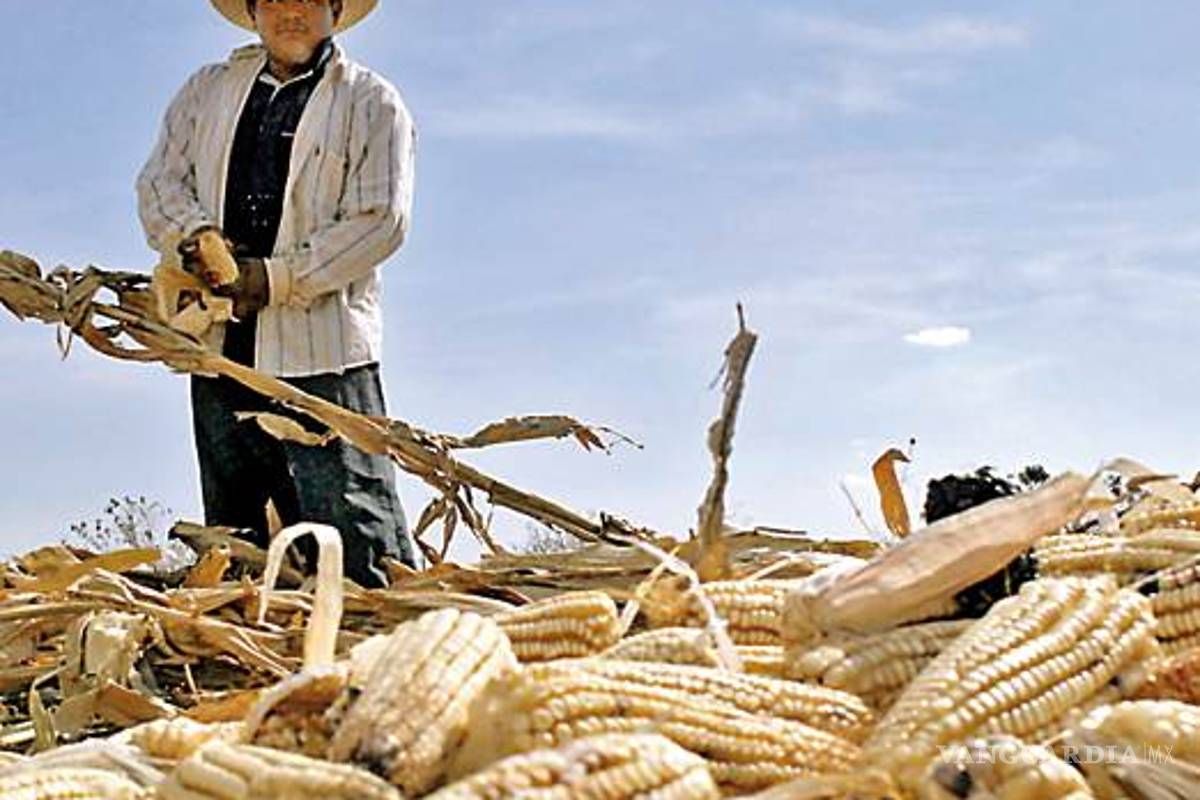 El TLCAN devastó al campo y a su gente, el Gobierno le cedió todo a los monopolios: ANEC