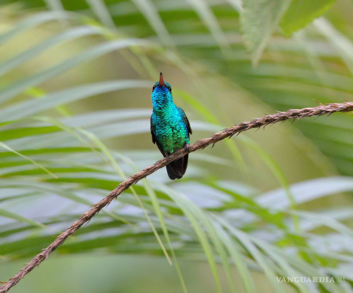$!El colibrí, con su vuelo ágil y sus colores vibrantes, protagoniza una de las metáforas más hermosas de la naturaleza.