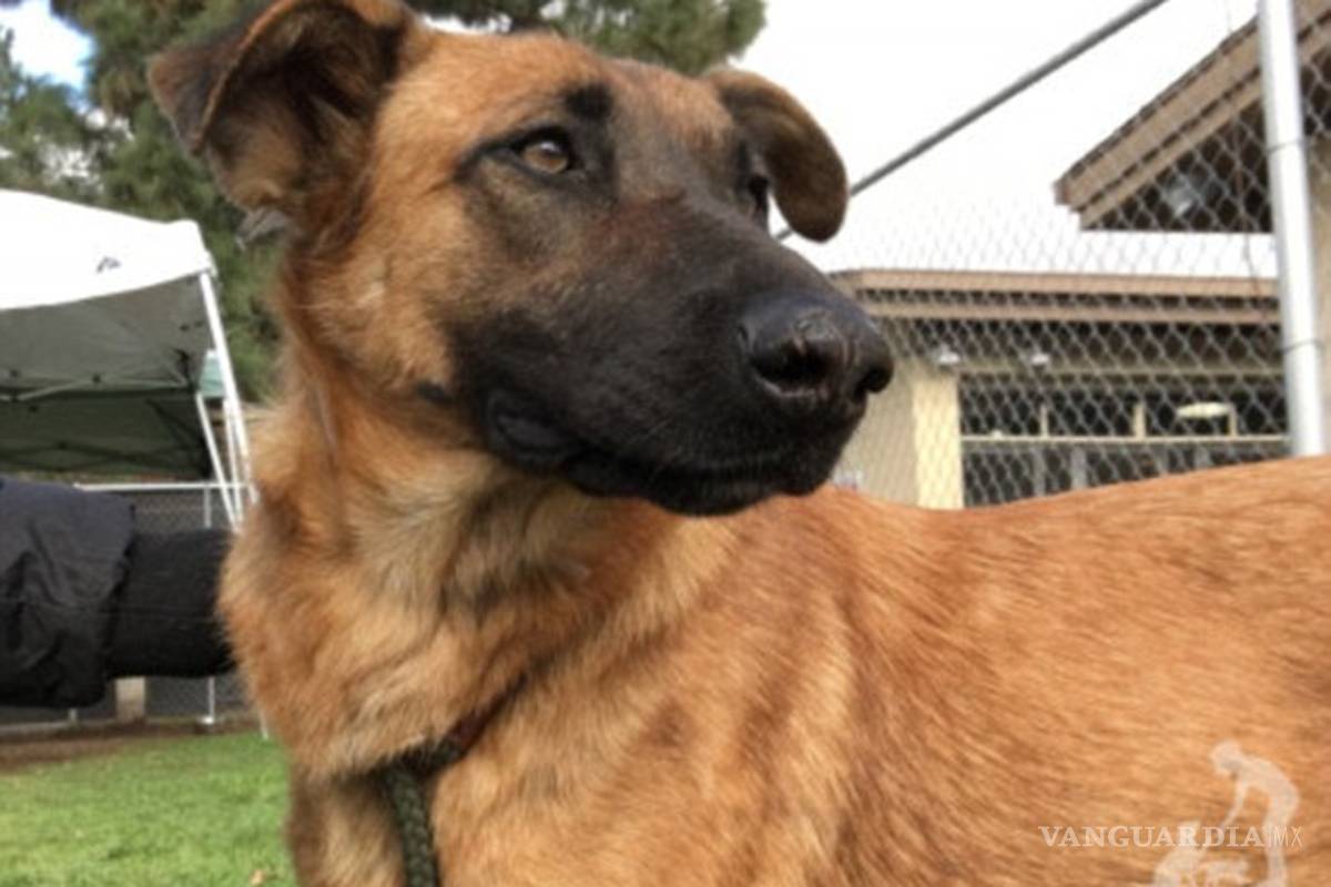 $!El doloroso momento en que una perra abandonada ve llegar a sus dueños y se emociona... y ellos querían otro perro
