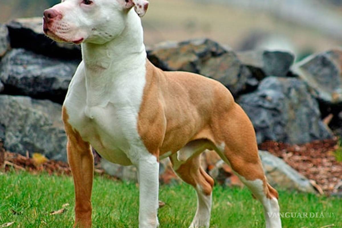 Ataca pitbull a niño de 11 años en colonia Loma Linda de Saltillo