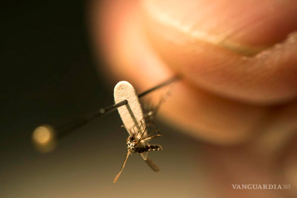 Suman 93 casos de zika en México, Secretaría de Salud