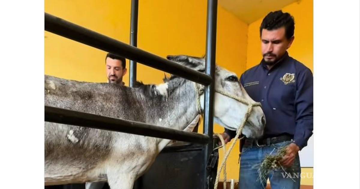 Rescatan a ‘Panchita’, burrita que por años sufrió maltrato y explotación en Torreón