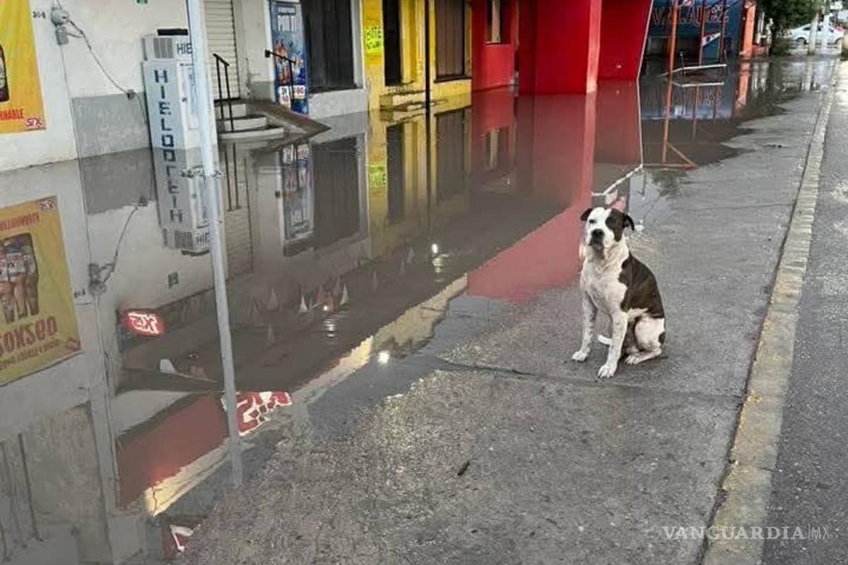 Asesinan a ‘Roco’, perro guardián de carnicería durante violento robo en Palaú