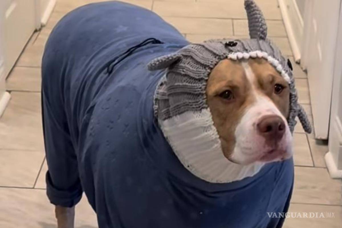 $!Mantener a las mascotas abrigadas y en lugares seguros reduce riesgos a su salud en invierno.