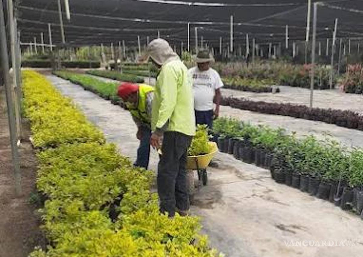 Vivero de Saltillo proyecta banco de germoplasma para 2026