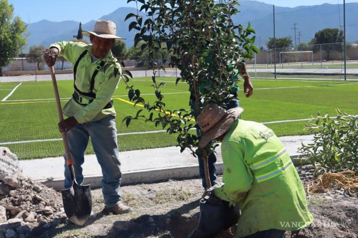 $!Las jornadas de reforestación se han realizado en colonias, barrios y principales bulevares de la capital coahuilense, con la participación de la sociedad.