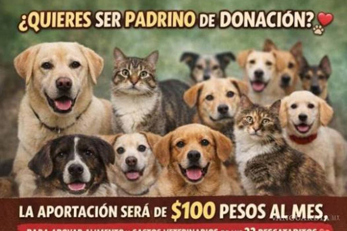 $!El colectivo Vane y Lane Rescatan lanzó una convocatoria para encontrar padrinos y madrinas que contribuyan al alimento y atención veterinaria de 21 animales rescatados.