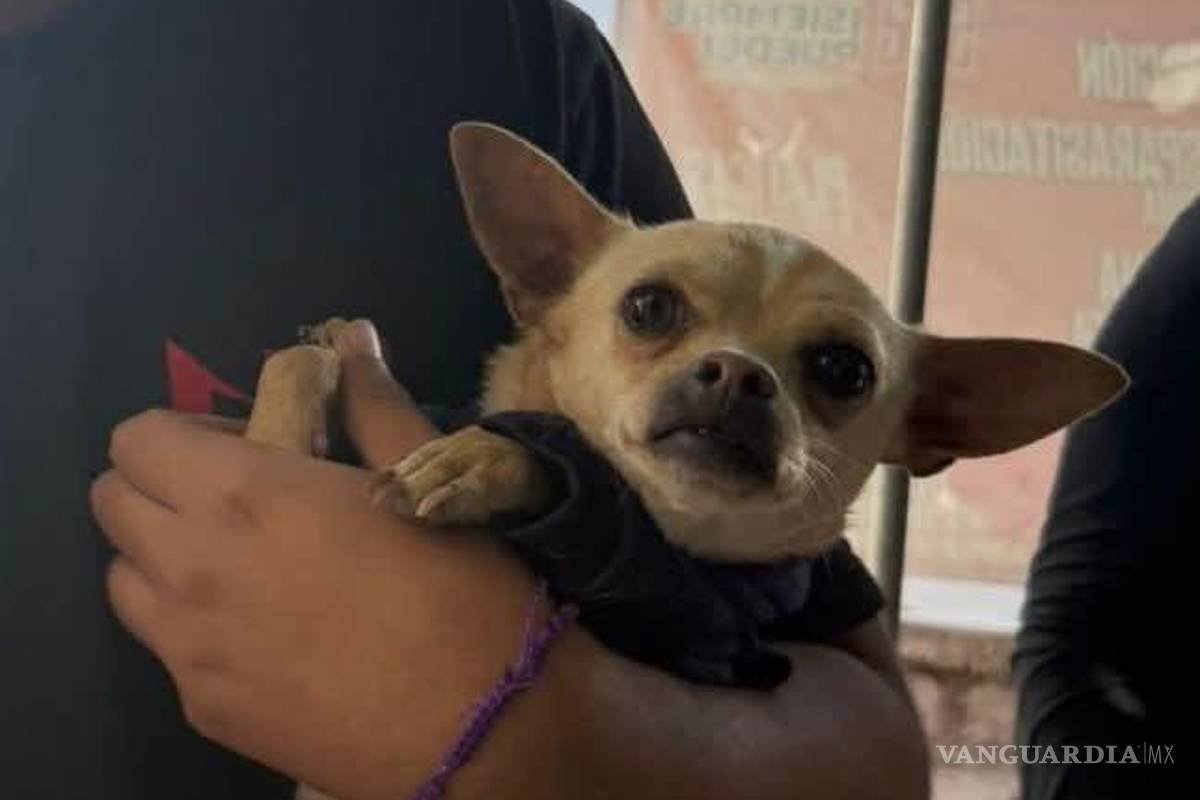 $!Personal del Centro Veterinario Municipal brinda atención médica a mascotas de la ciudad.