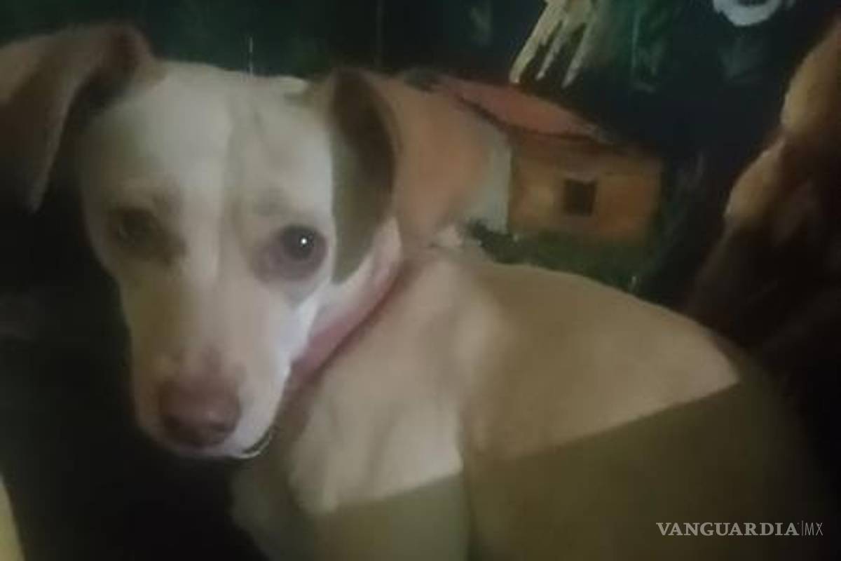 $!Autoridades y asociaciones rescatistas reiteraron el llamado a evitar el uso de pirotecnia y a reforzar medidas de protección para los animales durante celebraciones, a fin de prevenir extravíos y situaciones de riesgo.