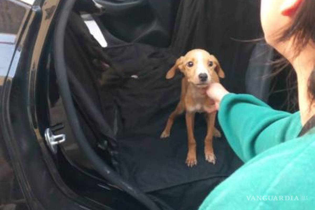 $!Rescatan a perritos en avanzado estado de desnutrición en Monterrey