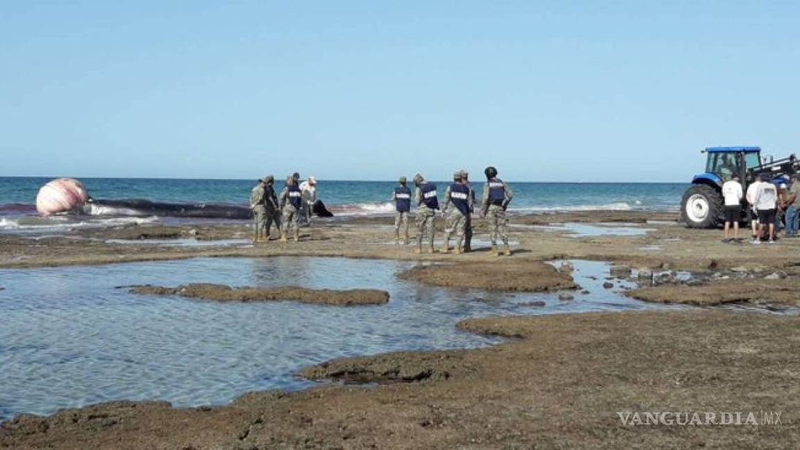 Encuentran ballena muerta en playa de Puerto Peñasco