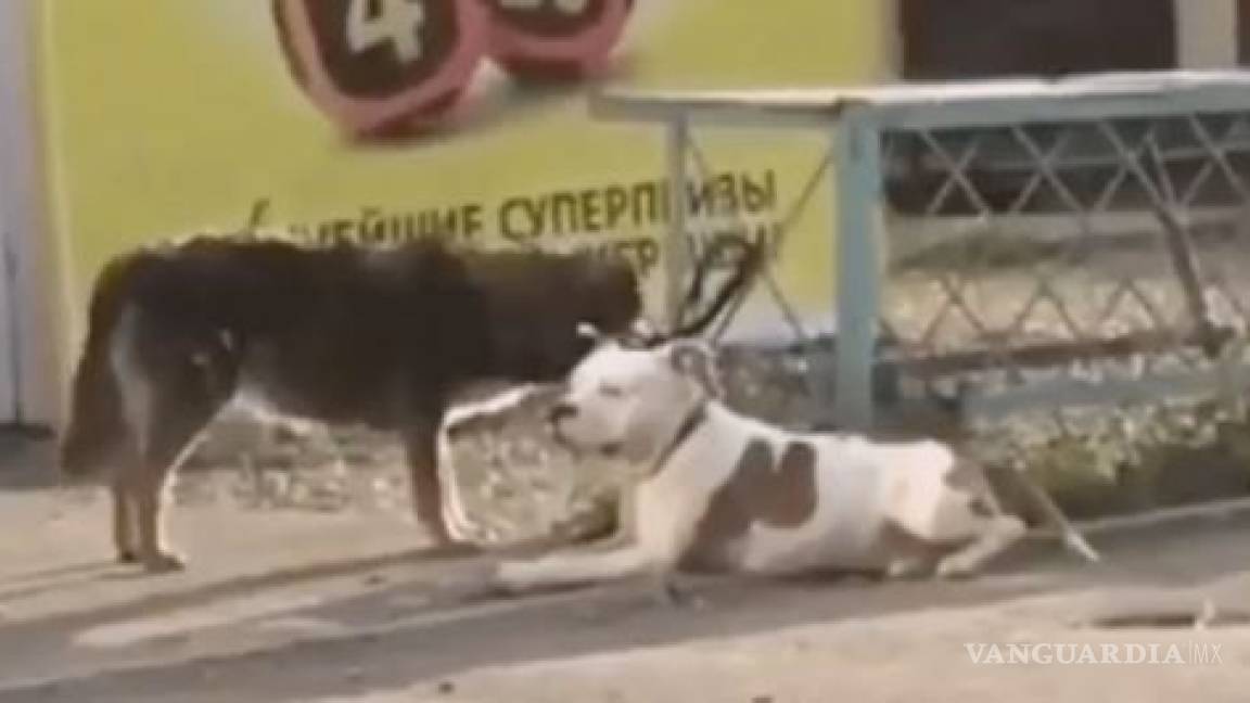 Perrito callejero libera a su amigo domesticado; lo lleva de paseo