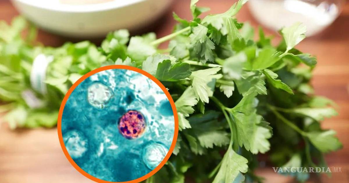 Ciclosporiasis... Cilantro y perejil mexicanos, los responsables del mayor brote en la historia, acusa ex director de la FDA