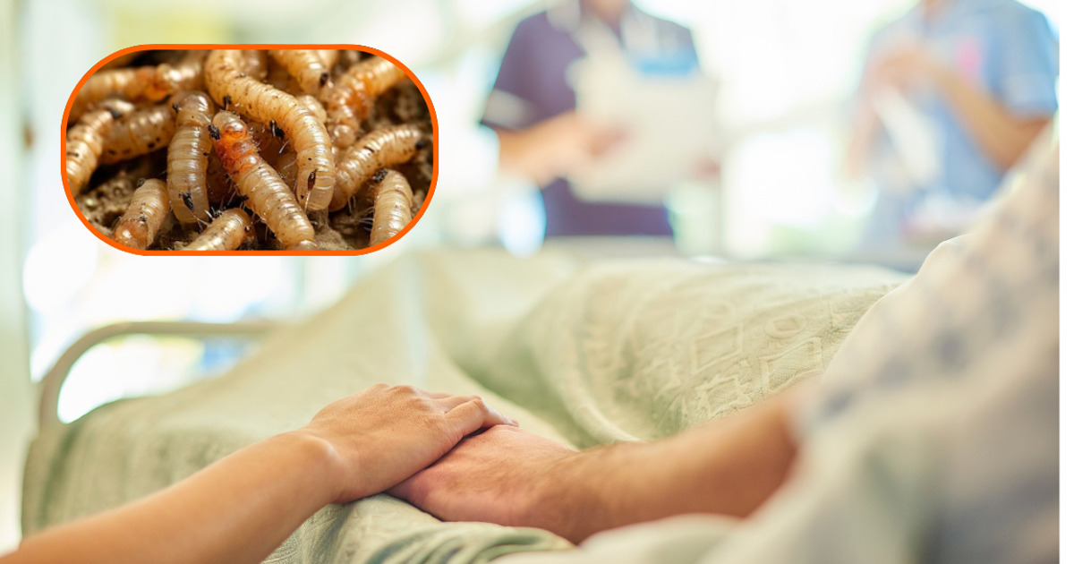 Fallecen tres adultos mayores que tuvieron gusano barrenador