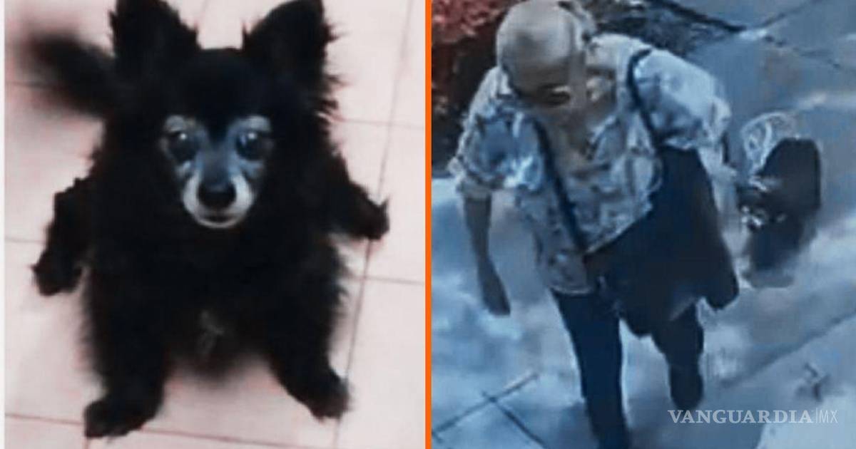 Qué se sabe sobre el asesinato de la perrita Moni, presuntamente a manos de Flor ‘N’, mujer de la tercera edad