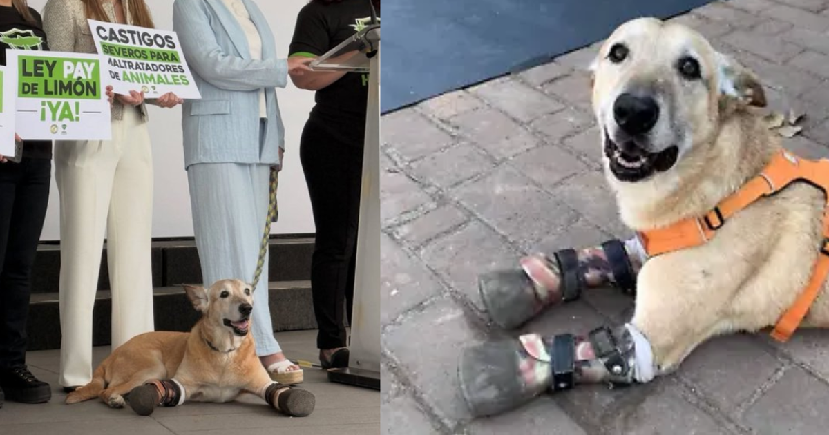 ¿Qué es la Ley Pay de Limón? Iniciativa contra la crueldad animal en México