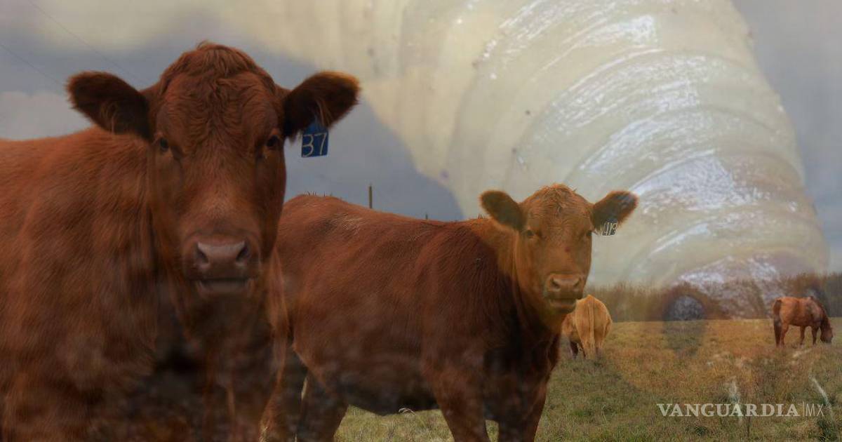 Incrementan casos de gusano barrenador en Estados Unidos