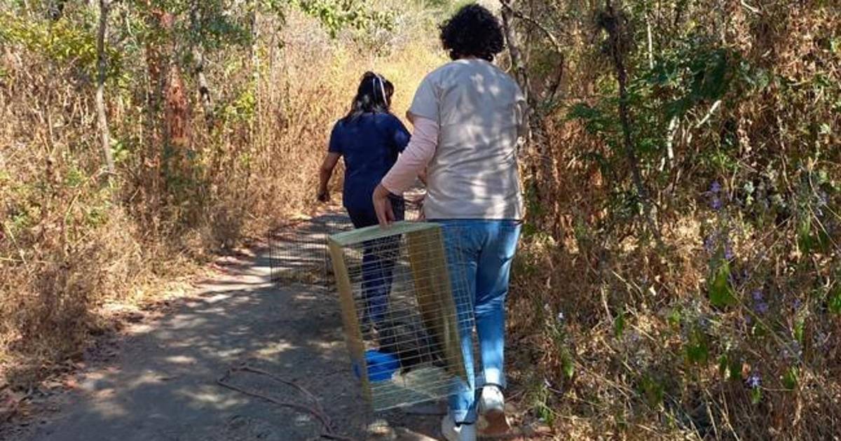 Profepa libera a 24 reptiles y tlacuaches que fueron rescatados en Morelos