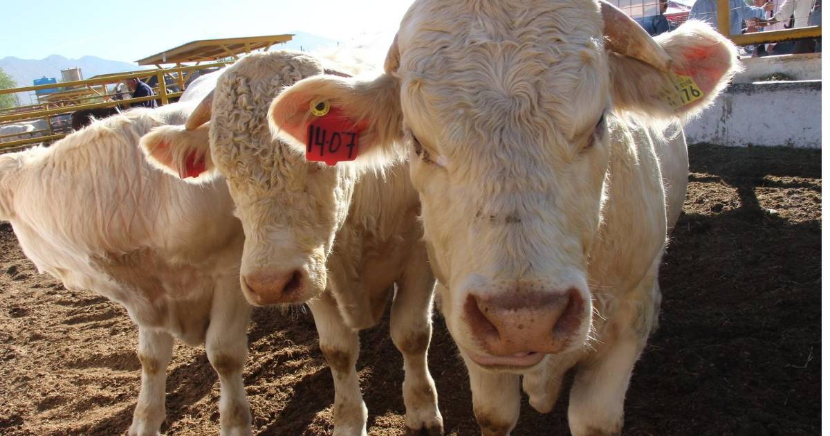 Afirman que hace falta personal para combatir plaga de gusano barrenador
