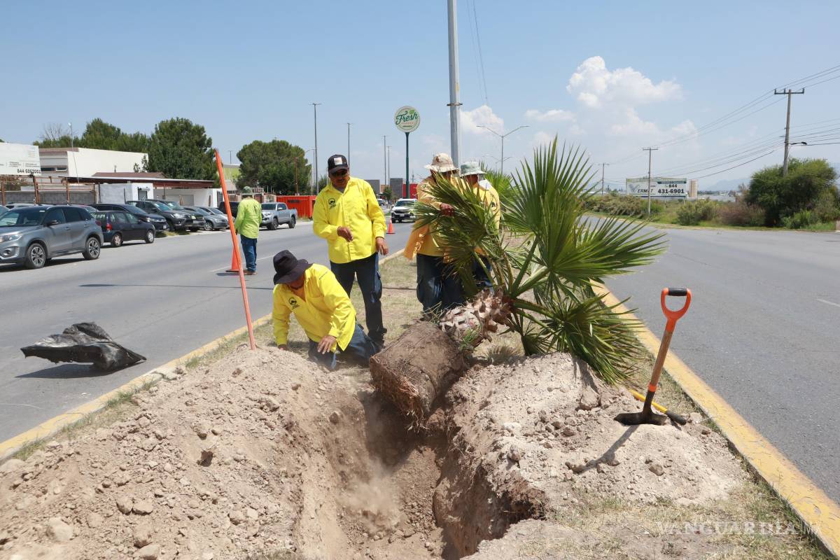 Saltillo refuerza reforestación y mantenimiento urbano con el programa ‘Aquí andamos’