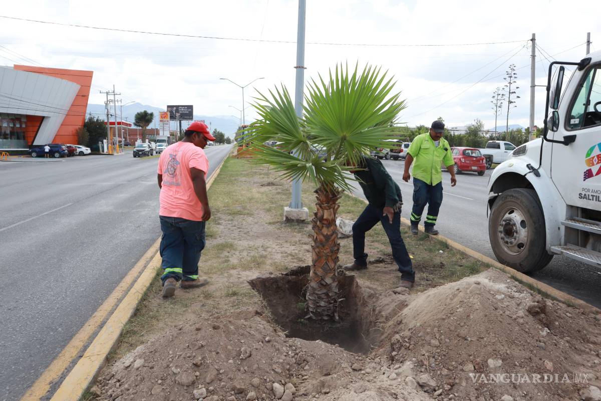$!La reforestación forma parte de la estrategia para mejorar la imagen urbana y fortalecer las áreas verdes de Saltillo.