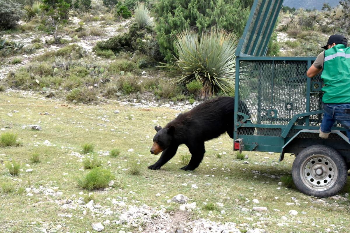 La odisea para liberar a una osa negra en la Sierra de Coahuila