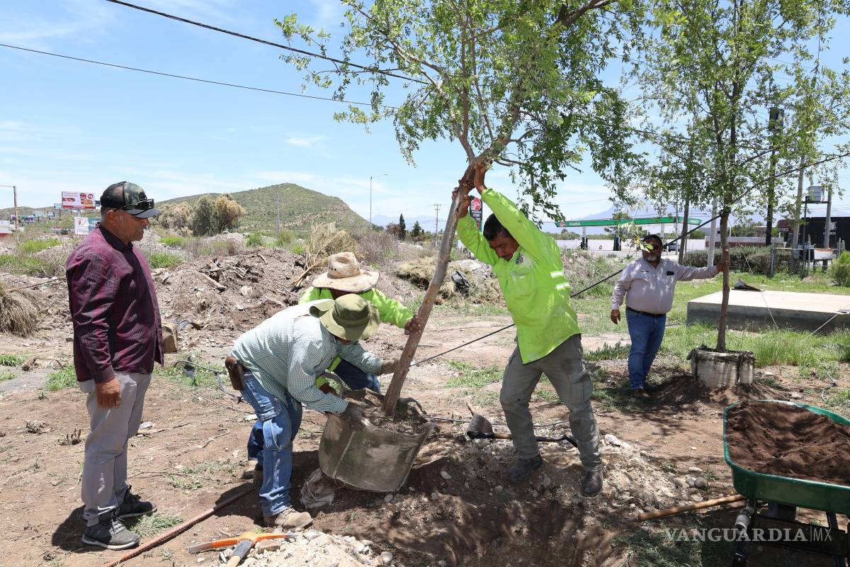 $!Brigadas del programa Aquí Andamos sembraron olmos y pinos juníperos en la Glorieta Venustiano Carranza, como parte de las acciones para fortalecer las áreas verdes y mejorar el microclima en la zona norte de Saltillo.