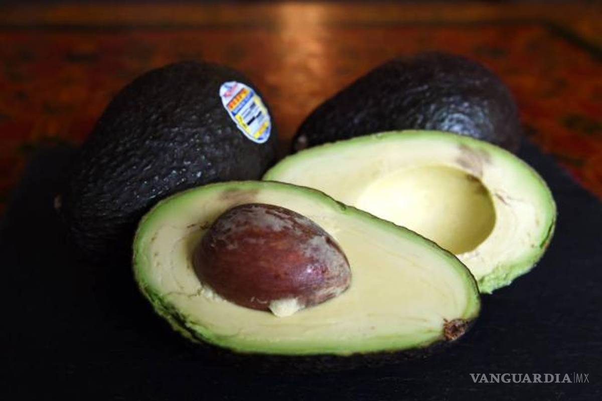Productores de aguacate prevén precio estable en tres semanas
