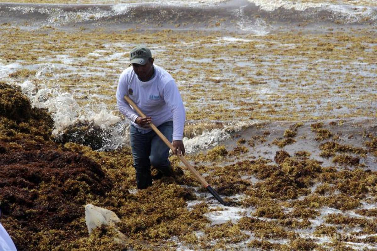Autoridades retiran sargazo de las playas del caribe mexicano
